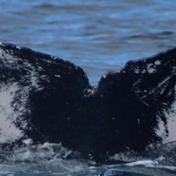 Fluke of HW-MN0523295