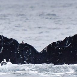 Fluke of HW-MN0523296