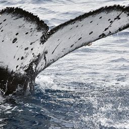 Fluke of HW-MN0523302