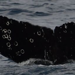 Fluke of HW-MN0523304
