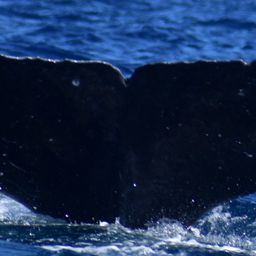 Fluke of HW-MN0523305