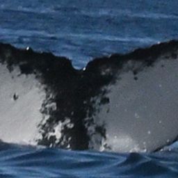Fluke of HW-MN0523319