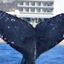 Fluke of HW-MN0523320