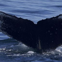 Fluke of CRC-21576