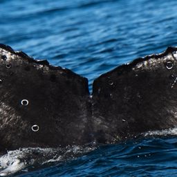 Fluke of CRC-21577