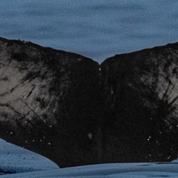 Fluke of CRC-21578