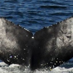 Fluke of CRC-21579