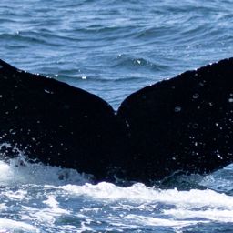 Fluke of CRC-20884