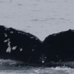 Fluke of CRC-21582