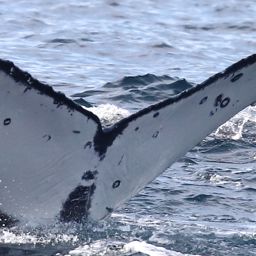 Fluke of CRC-21165