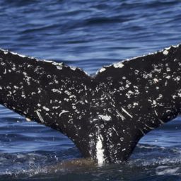 Fluke of CRC-21584