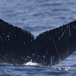 Fluke of CRC-21588