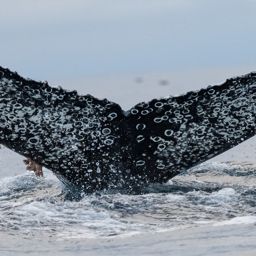 Fluke of CRC-21591