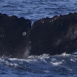 Fluke of CRC-21162