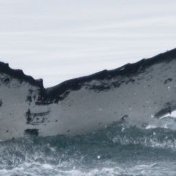 Fluke of CRC-21595