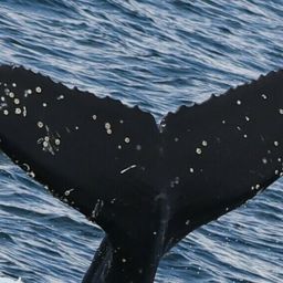 Fluke of CRC-21599