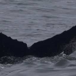 Fluke of CRC-21600