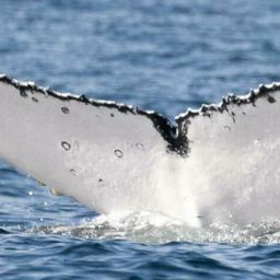 Fluke of HW-MN1105471