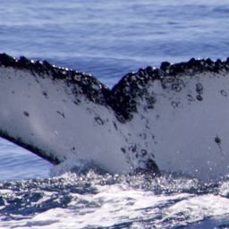 Fluke of HW-MN1105477