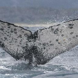 Fluke of HW-MN1105488