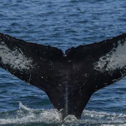 Fluke of CRC-20889