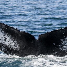 Fluke of CRC-20891