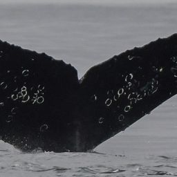Fluke of CRC-20892