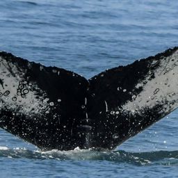 Fluke of CRC-20894