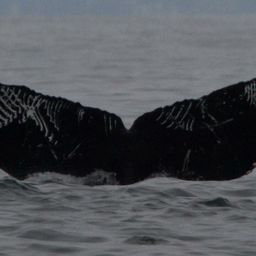 Fluke of CRC-15777