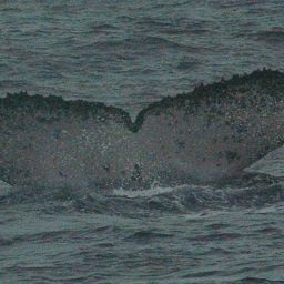 Fluke of HW-MN0902475