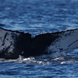 Fluke of HW-MN0443916