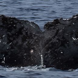 Fluke of HW-MN0443922