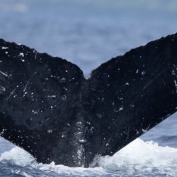 Fluke of HW-MN0443929
