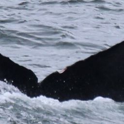 Fluke of 2023 calf of Poptart