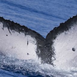 Fluke of HW-MN0443936
