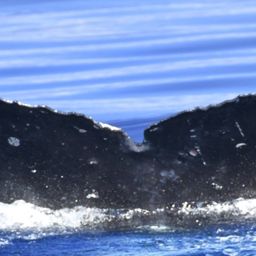 Fluke of HW-MN0443939