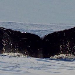 Fluke of HW-MN0443941