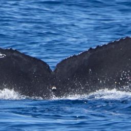 Fluke of HW-MN0443943