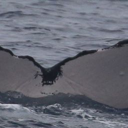 Fluke of CRC-22901