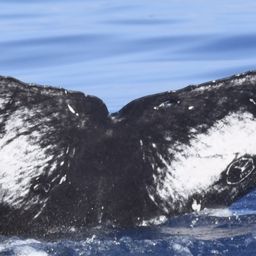 Fluke of CRC-21188