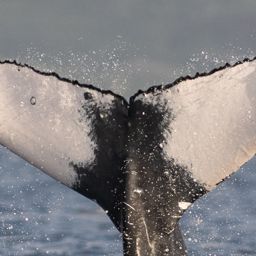 Fluke of HW-MN0443954