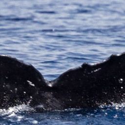 Fluke of HW-MN0443955