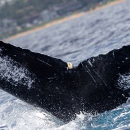 Fluke of HW-MN0443956