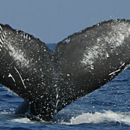 Fluke of HW-MN0443979