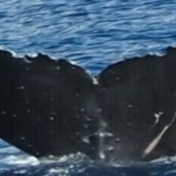 Fluke of HW-MN0444006