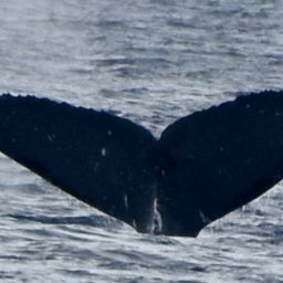 Fluke of HW-MN0444011