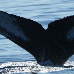 Fluke of HW-MN0444021