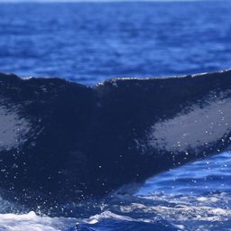 Fluke of HW-MN0444027