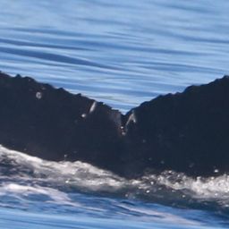 Fluke of HW-MN0444031