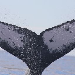 Fluke of HW-MN0444034